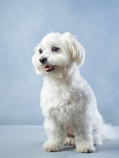 istock lap dog on a blue background. curly dog in photo studio 1941119180