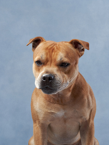 A close-up of a mixed breed Boxer dog looking directly at the camera.