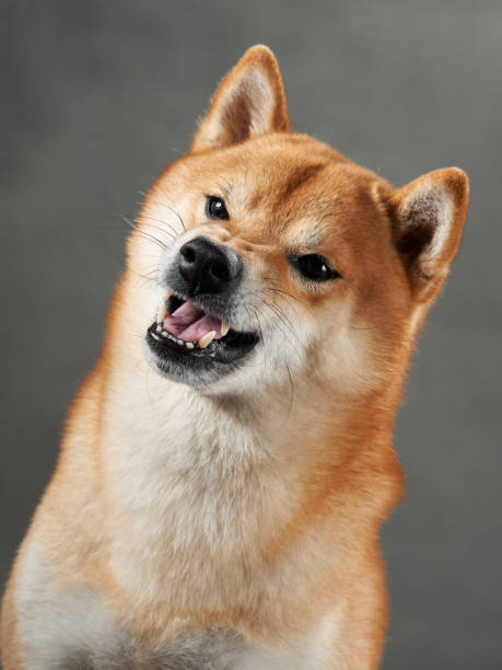 istock funny dog snarls on a gray background. Shiba Inu is worth a muzzle 1941120237