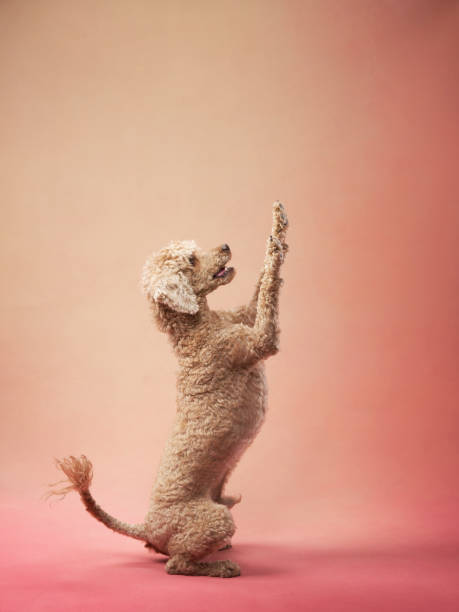 Funny active dog jumping on pink background. happy small poodle. Pet stands on its hind legs