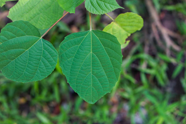 Alchornea Cordifolia Leaves Close Up View Close Up Shot of a Alchornea Cordifolia Tree with it's Leaves, Alchornea Laxiflora Leaves That Growing in the Forest urena lobata photos stock pictures, royalty-free photos & images