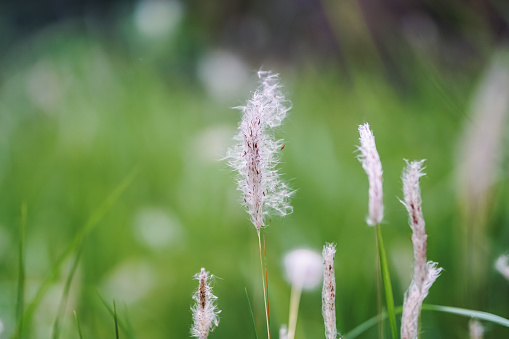 Close up shot of kunai grass (Imperata cylindrica)