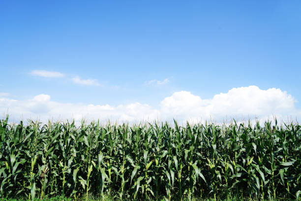 istock The corn grew in the field, the corn in the blue sky 1941129156