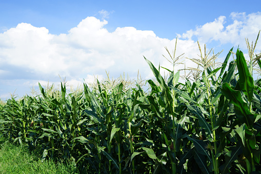The corn grew in the field, the corn in the blue sky