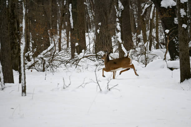 Whitetail Deer in the Snow in Iowa