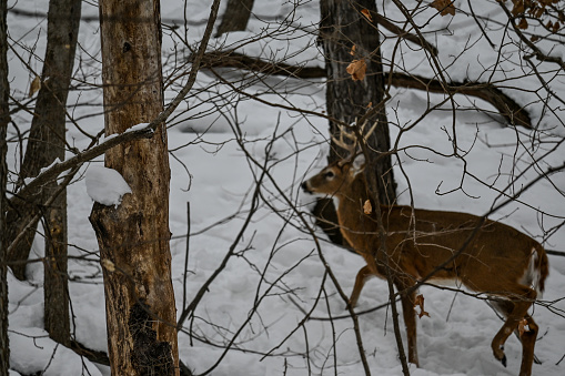 Whitetail Deer in the Snow in Iowa