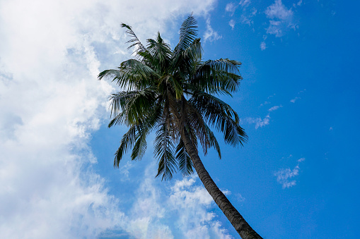 Coconut tree with coconut, Cocos nucifera on a natural background, Tropical coconut palm tree with sun light, Palm tree on the sky background