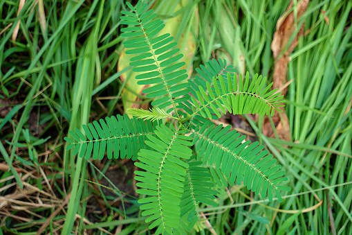 Beautiful picture of a young Sesbania Sesban tree with it's leaves, Sapling of a Prickly Sesban tree, Sesbania bispinosa, Sesbania aculeata, Dhonche stick cultivated for firewood and leaves to eat