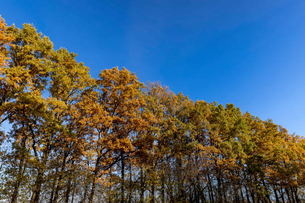 old huge oaks with orange autumn foliage, old oak in the field during autumn leaf fall