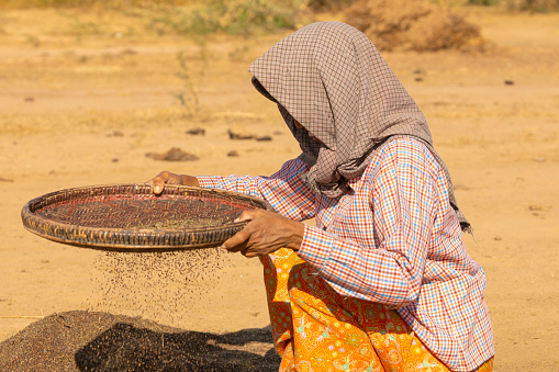 Bagan, Myanmar - 25 Dec, 2019: A woman works in the sun, stirring sesame seeds with sieves to separate them from dust and leaf litter