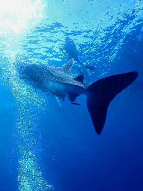 istock Swimming with whale shark 1941206683