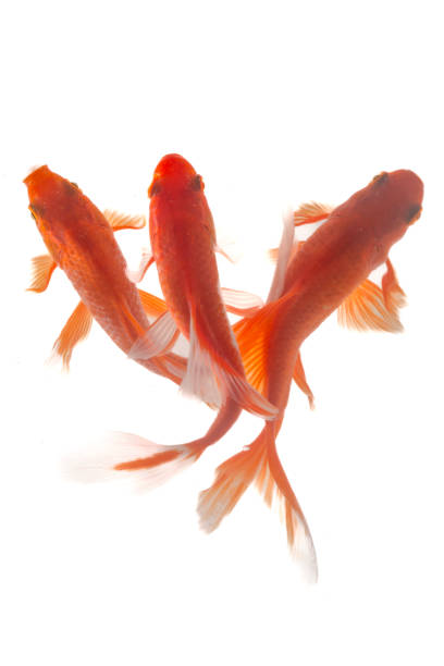 istock Koi fish isolated on the white background, 1941289088