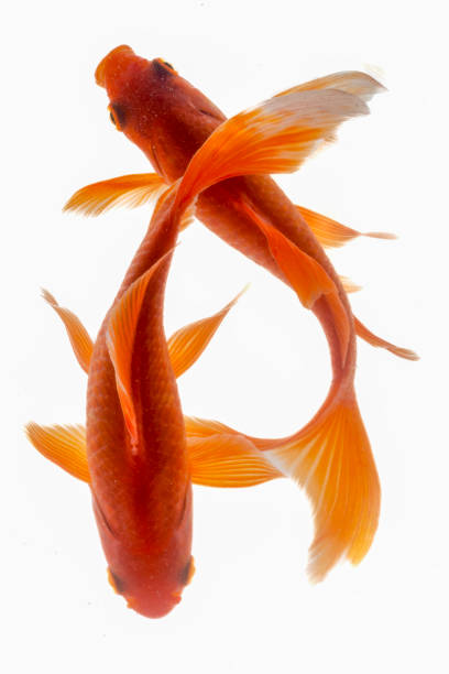 istock Koi fish isolated on the white background, 1941289124