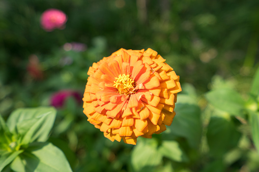 A golden yellow flower in the garden. Close-up of marigolds against a background of blurred foliage.