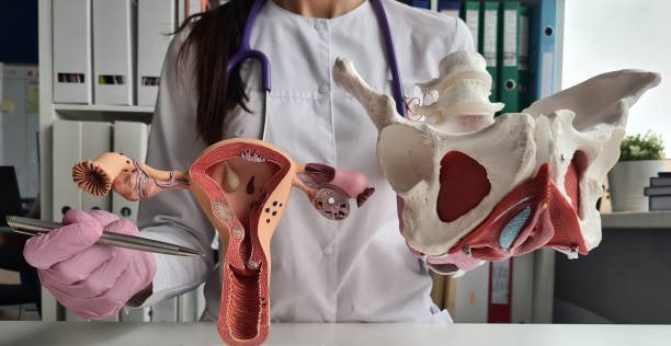 gynecologist doctor holds model of bones of pelvic floor and anatomy of uterus - cysta zdjęcia i obrazy z banku zdjęć