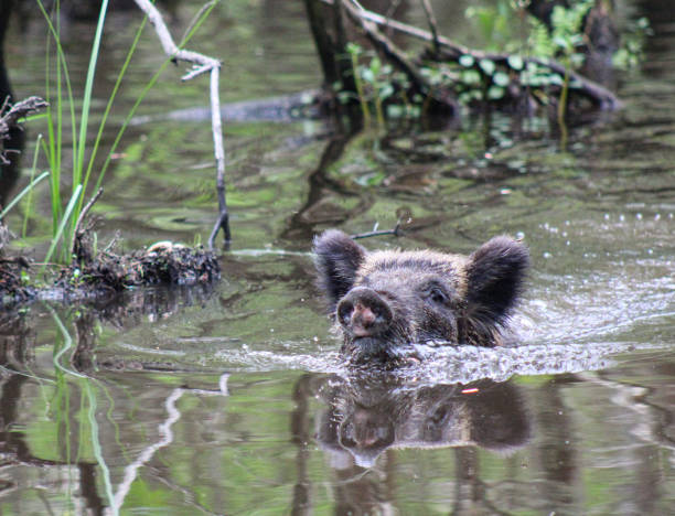 Piggy Can Swim
