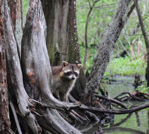 curious raccoon - photography branch tree day imagens e fotografias de stock