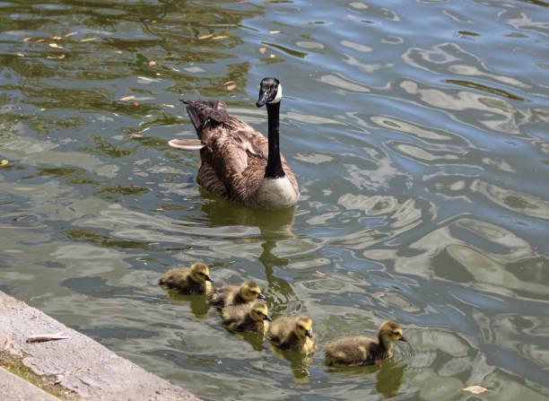 A family of geese swims in Louis Armstrong Park, New Orleans