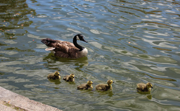 istock Goose Family - Profile 1941335912