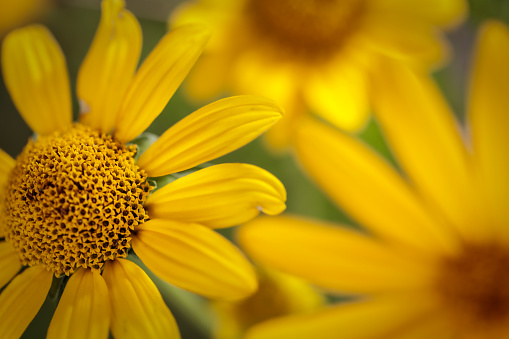 Closeup of yellow daisies