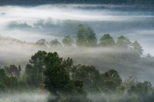 Moody shot of monsoon fog over pine trees. Clicked in the monsoon season in Kullu valley.