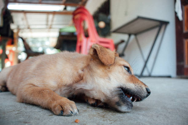 poor homeless puppy