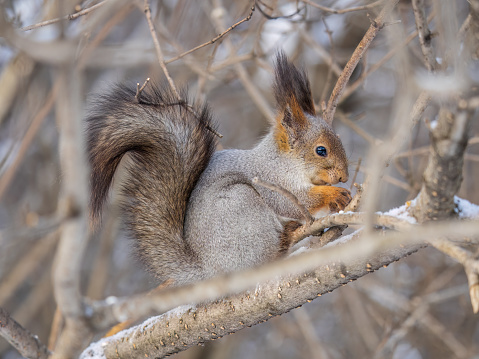 The squirrel with nut sits on tree in the winter or late autumn. Eurasian red squirrel, Sciurus vulgaris.