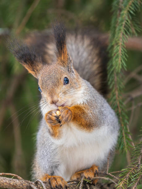 istock The squirrel with nut sits on tree in the winter or late autumn. 1941411513