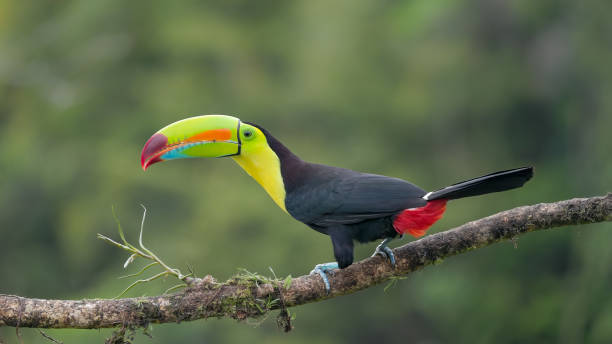 istock a keel-billed toucan perched on a branch and calling 1941423353