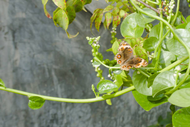 istock Butterfly in contrasting brown color 1941427273