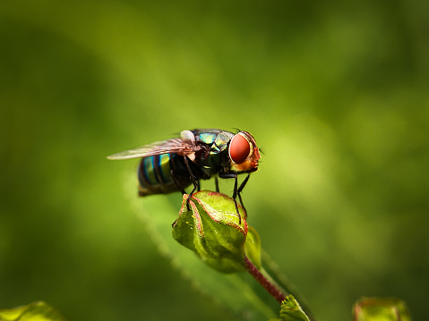 A fly on a flower bud