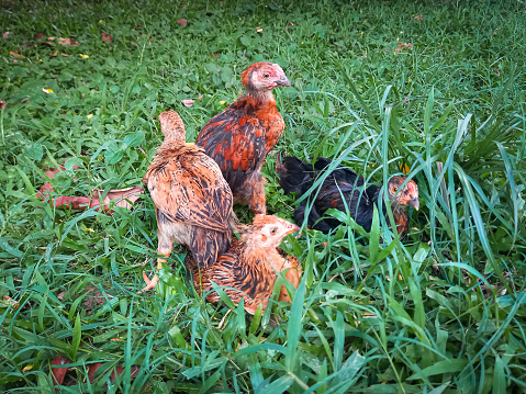 Several chicks are gathering in the field