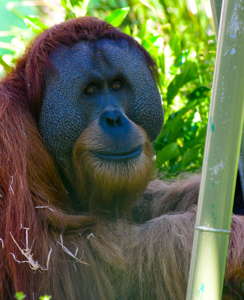 male orangutan - leadership ape monkey majestic 뉴스 사진 이미지