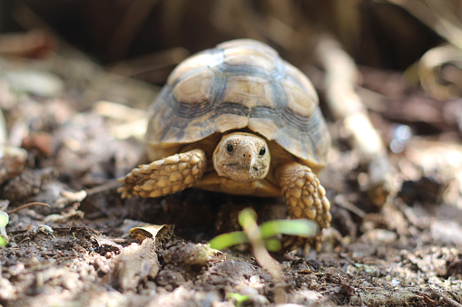 thai young turtle