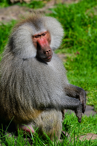 Baboon in the Melbourne zoo Australia