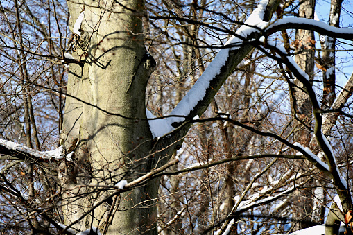 Freshly fallen snow covers the branches of a mature beech tree in Virginia.