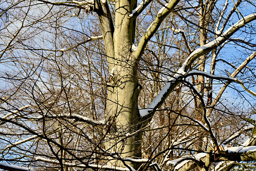 Freshly fallen snow covers the branches of a mature beech tree in Virginia.