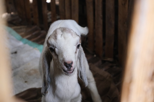 Close up of white young goat in the barn alone