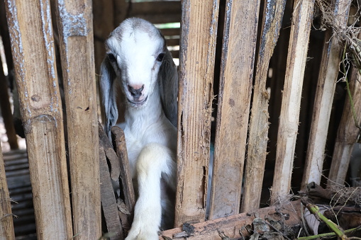 Close up of white young goat in the barn alone