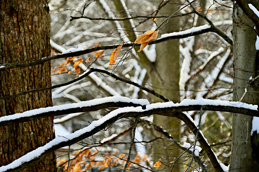 Freshly fallen snow covers the branches of a variety of trees in Virginia following an overnight winter storm.