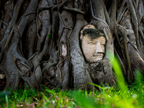 Buddha head. Ayutthaya. Thailand. Wat Maha That. High quality photo