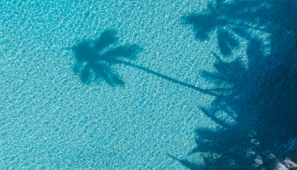 istock Summer palm tree  and Tropical beach with blue  of seashore background 1941459827