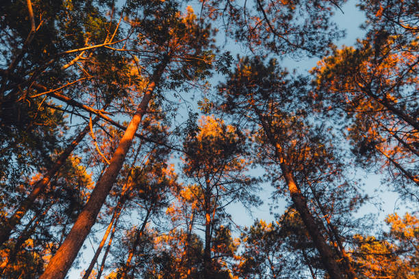 istock Light shines in the pine forest on a spring evening. 1941465427