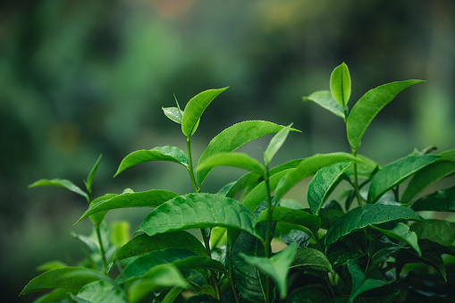 Fresh green tea leaf shoots in nature, dusk light