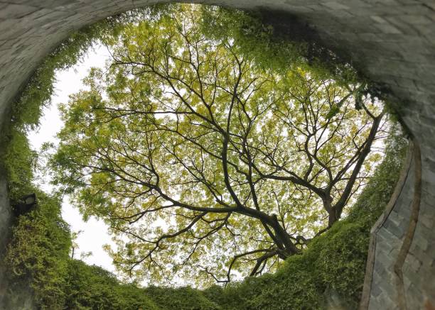 istock Tree Tunnel in Fort Canning Park 1941506343