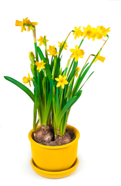 istock Potted blooming yellow daffodil spring flowers isolated on white background 1941506347