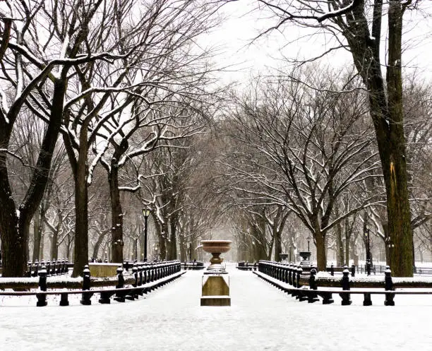 A pathway in Central Park, part of the ‘Mall’ or Promenade, in snow. Manhattan, New York City. Bare American elm trees and benches line path, a sculpted urn or basin sits on a pedestal at the center.