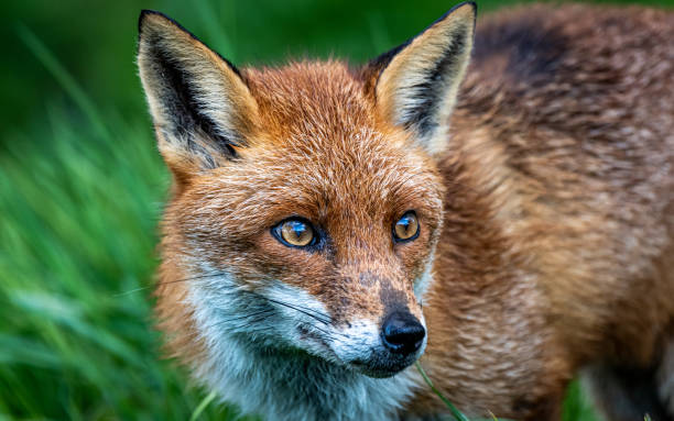 istock Closeup of a red fox portrait in a forest 1941532696