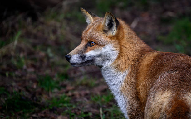 Closeup of a red fox portrait in a forest