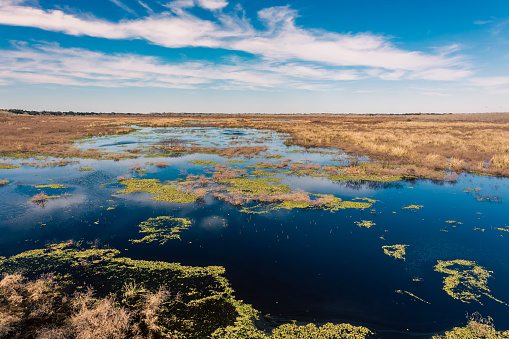 Brazos Bend State Park, Texas, in a beautiful sunny morning